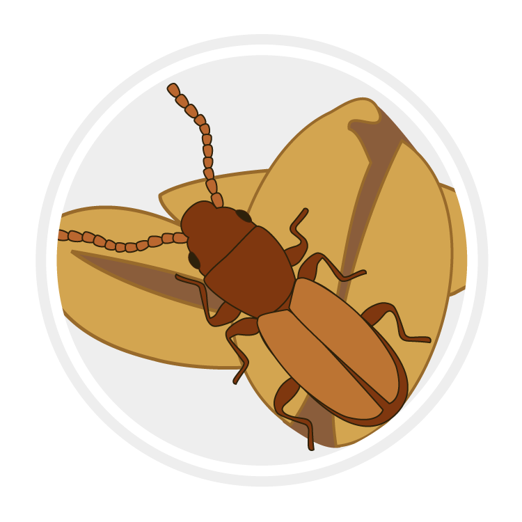 Insect identification
